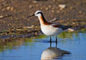 Phalaropus tricolor